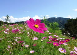 つきだて花工房のコスモス