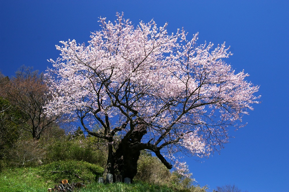 駒ヒメ桜の画像