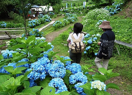 くぼたあじさい公園2の画像