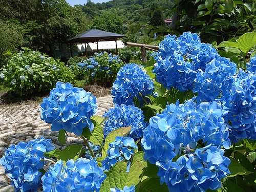 くぼたあじさい公園3の画像