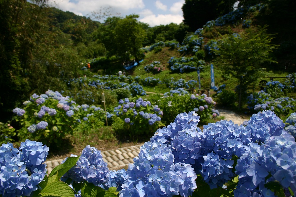 くぼたあじさい公園1の画像