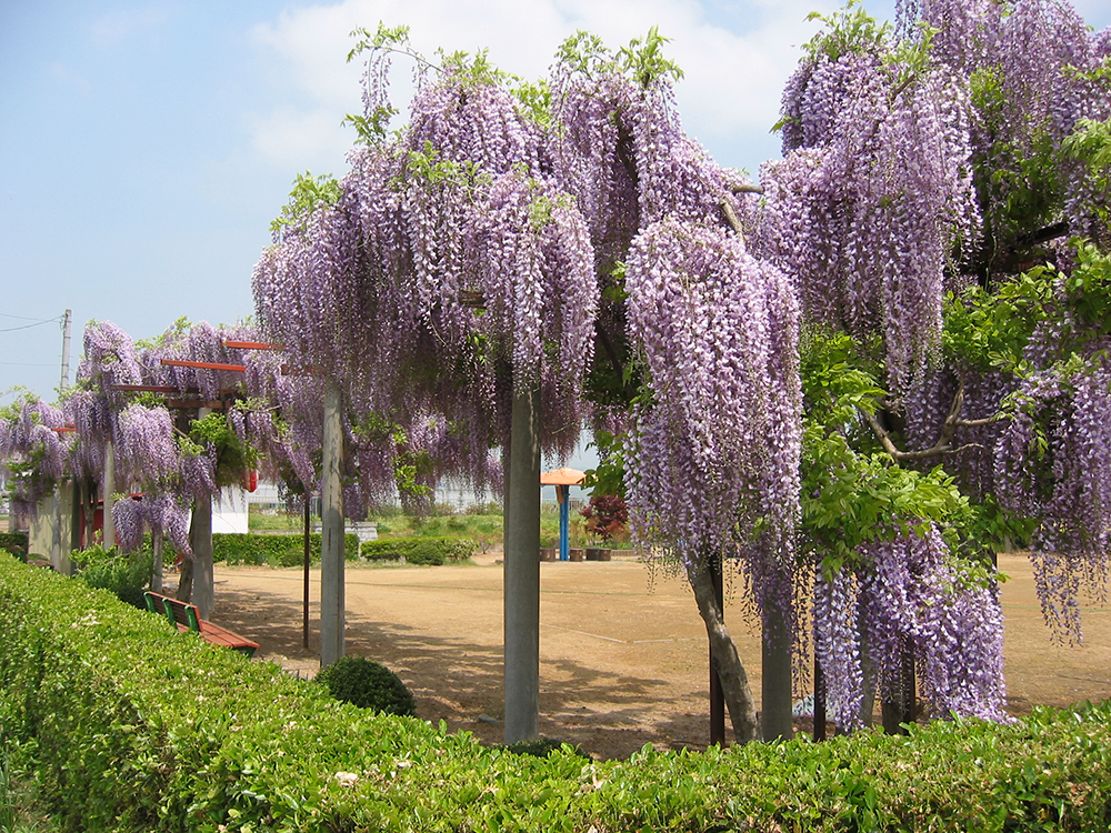 二野袋公園の藤