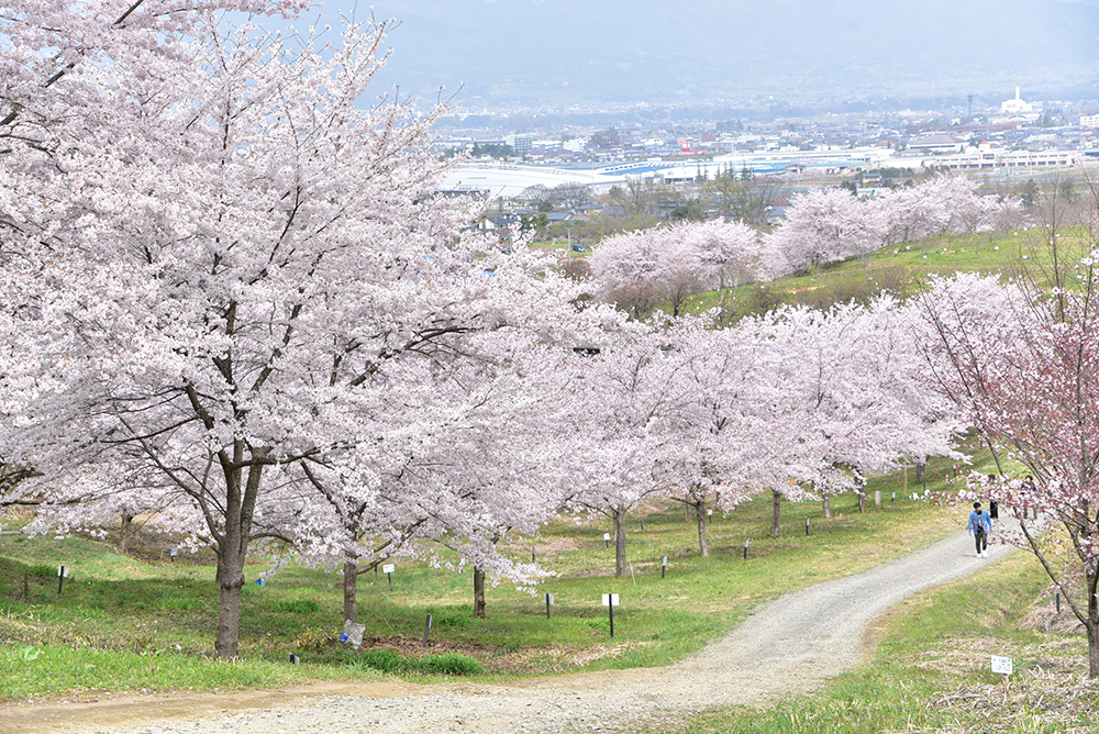 紅屋峠千本桜