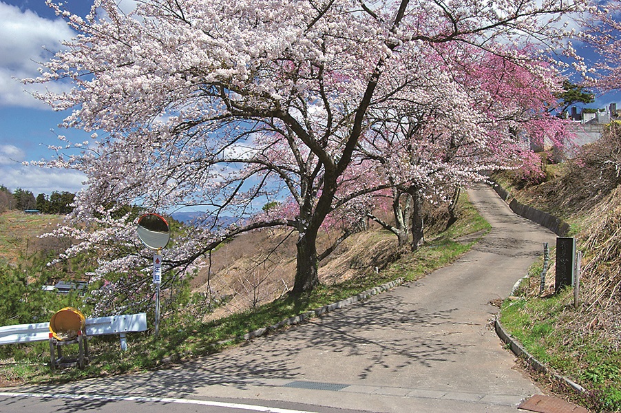 富成花見山森林公園の画像