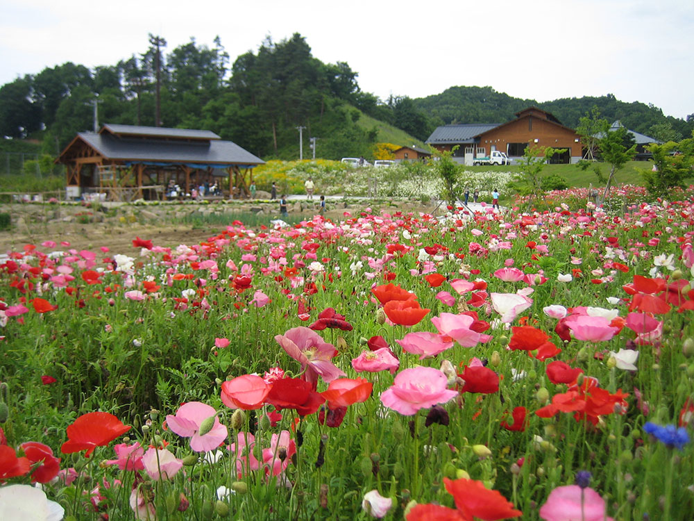 花工房のポピー