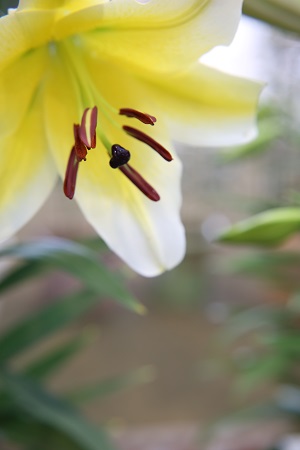 つきだて花工房ヤマユリ3の画像