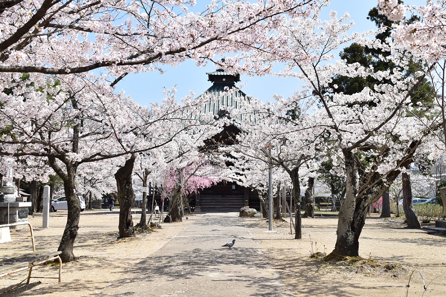 薬師堂の桜1の画像