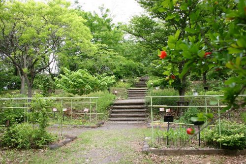 野草・薬草園2