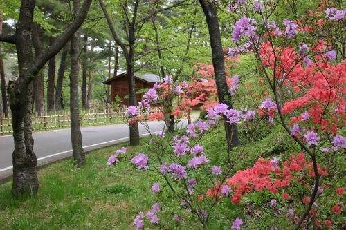 つつじの森1