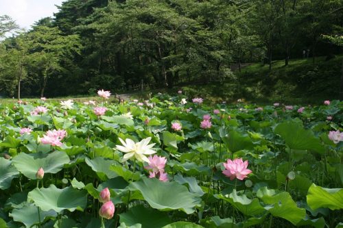 湿性植物園1