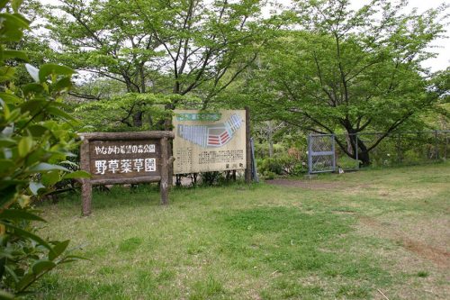 野草・薬草園1