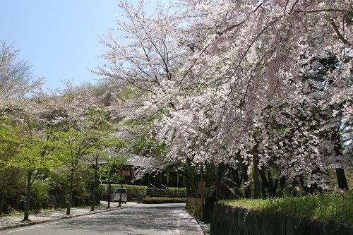 やながわ希望の森公園の桜1の画像