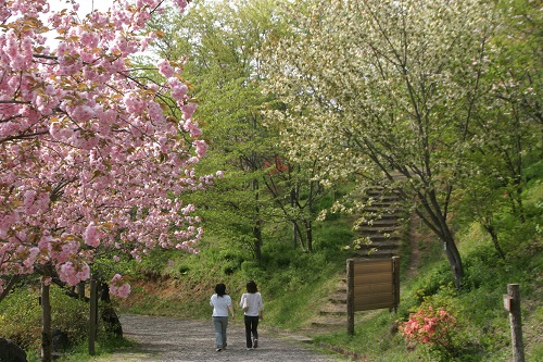 やながわ希望の森公園の桜2の画像