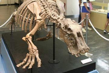 梁川化石パレオパラドキシア