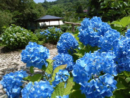 くぼたあじさい公園