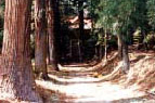 諏訪神社と大杉群
