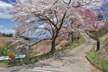 富成花見山森林公園の画像