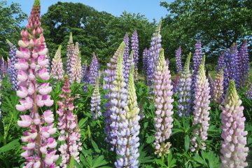 二井屋公園の花の写真1